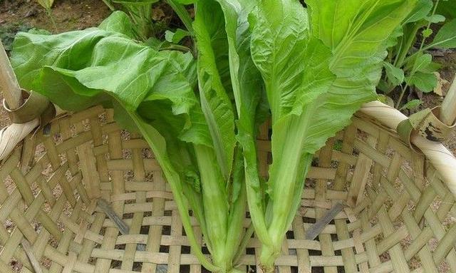 牙周炎、牙齦腫痛怎麼辦? 快速止痛方法大全這裡都有!