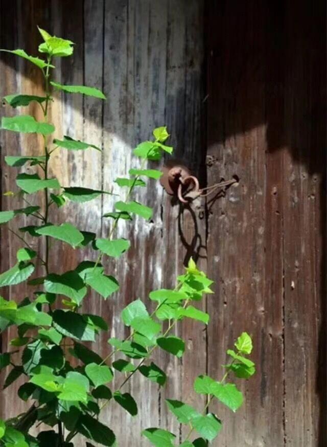 浮華世間生命最美的境界是安寧