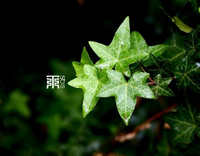 清明的雨，想你的淚，天堂的親人你還好嗎