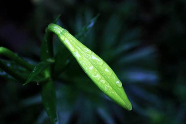 清明的雨，想你的淚，天堂的親人你還好嗎