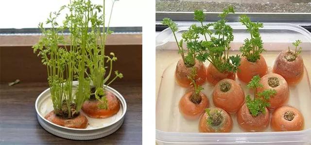 還買啥菜呀,這7種剩菜頭隨手丟水里,蔬菜多到吃不完!