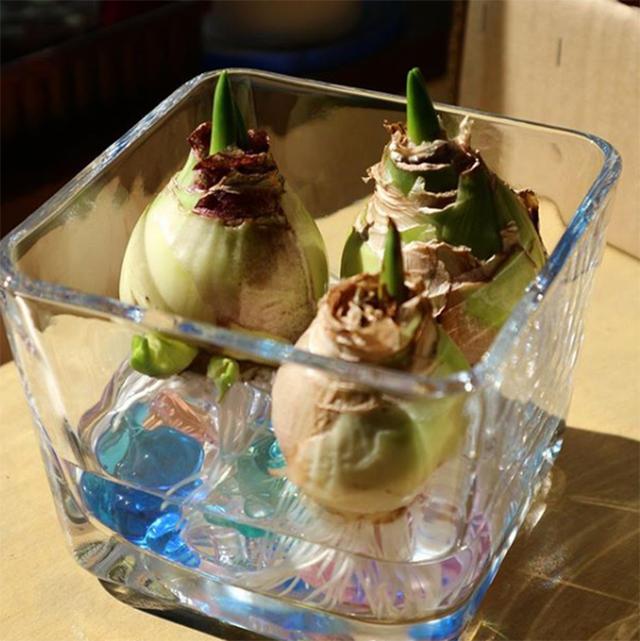 3種冬季球根植物推薦,來年春天,給你燦爛驚喜!