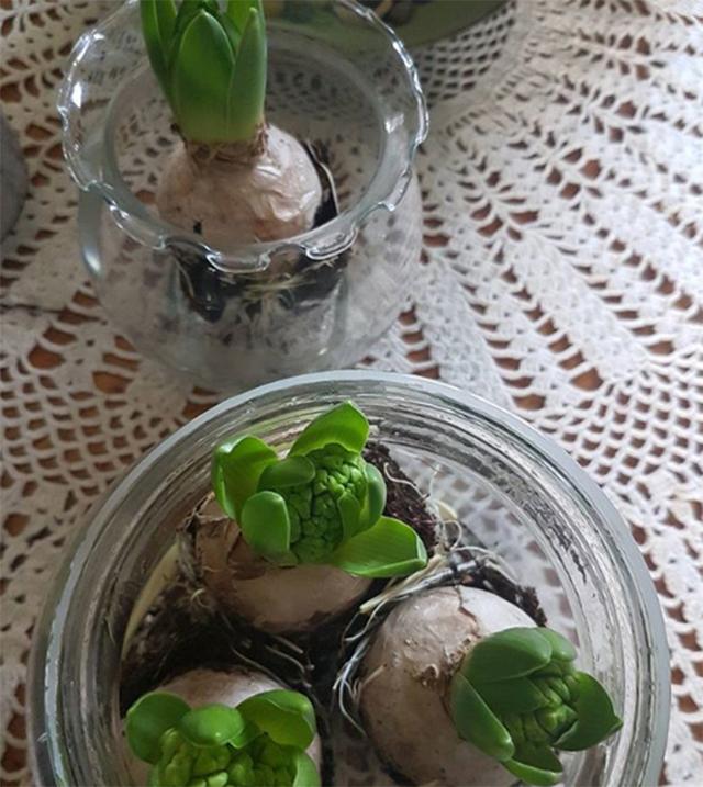 3種冬季球根植物推薦,來年春天,給你燦爛驚喜!