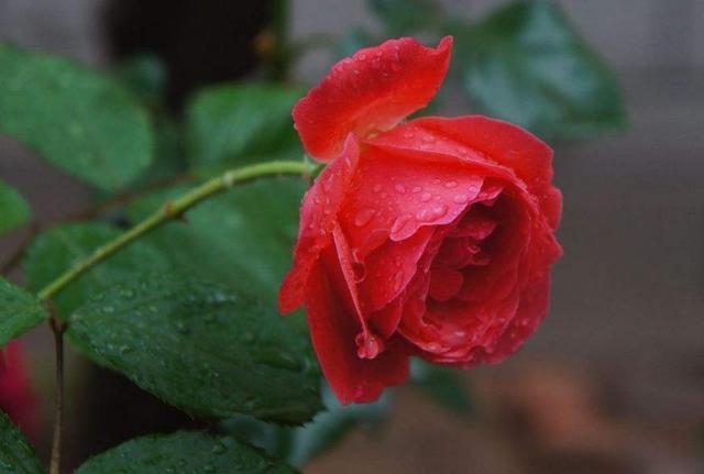 人到四十，要有三愛