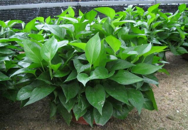 綠蘿養不好,喝上一口啤酒,很快爬滿屋