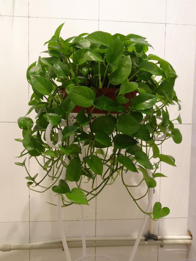 綠蘿養不好,喝上一口啤酒,很快爬滿屋