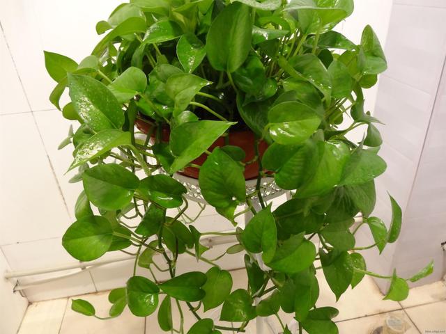 綠蘿養不好,喝上一口啤酒,很快爬滿屋