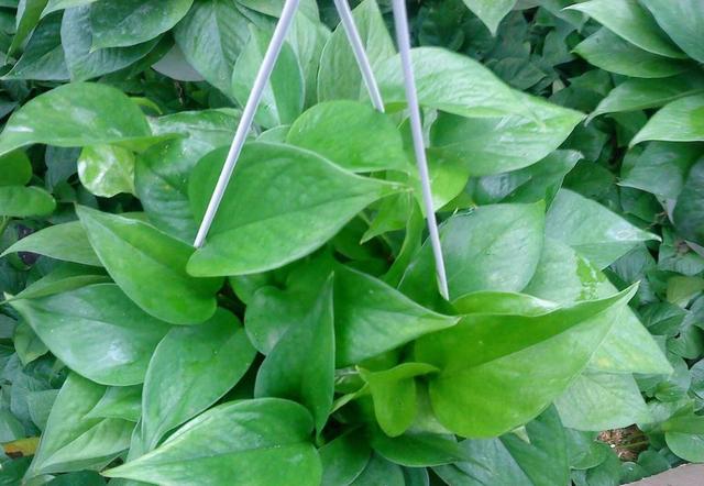 綠蘿養不好,喝上一口啤酒,很快爬滿屋