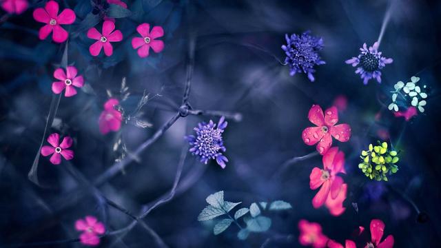 平淡生活，亦不失為一場華麗冒險