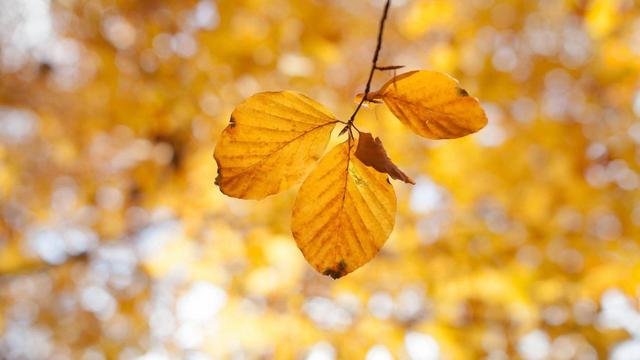 平淡生活，亦不失為一場華麗冒險