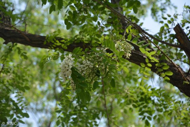 想您，在槐花漫香的時節