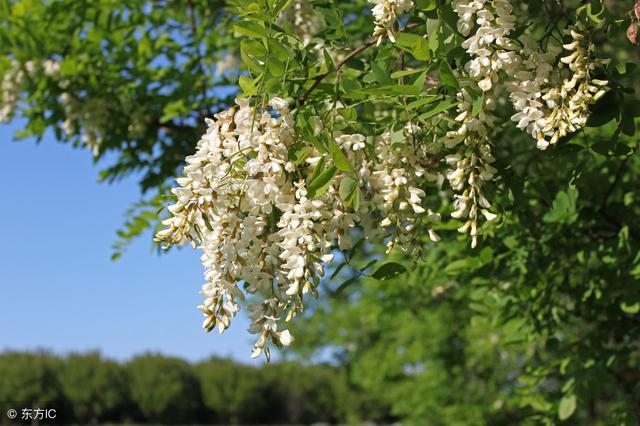 想您，在槐花漫香的時節
