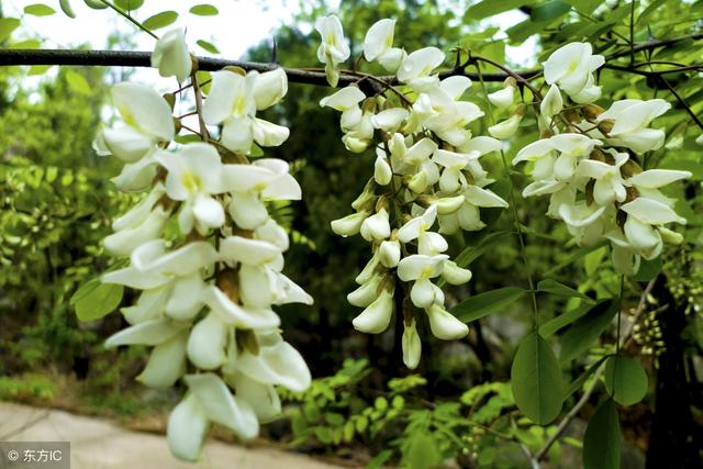 想您，在槐花漫香的時節