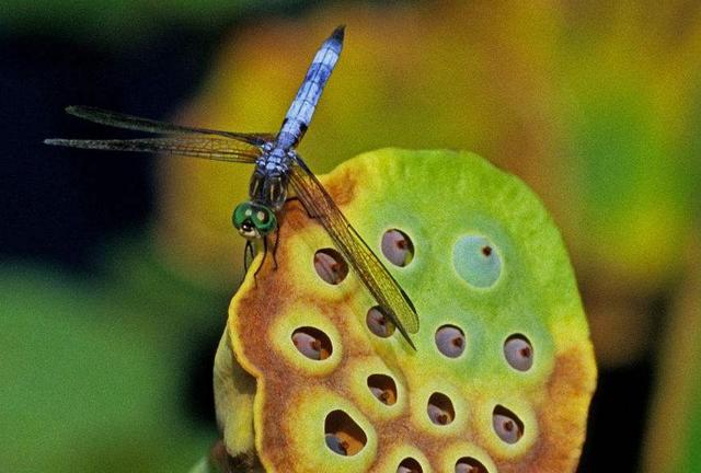 每天堅持做好這四件小事,你的福氣就來了
