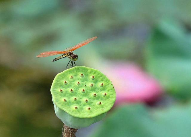 每天堅持做好這四件小事，你的福氣就來了