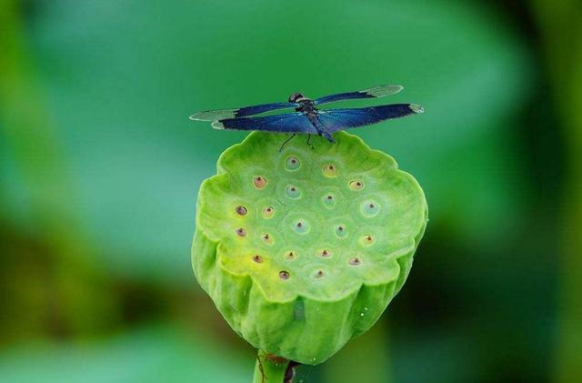 每天堅持做好這四件小事，你的福氣就來了