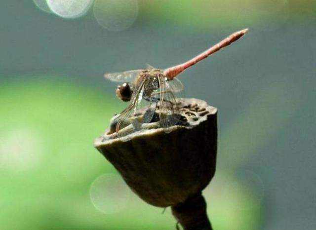 每天堅持做好這四件小事，你的福氣就來了