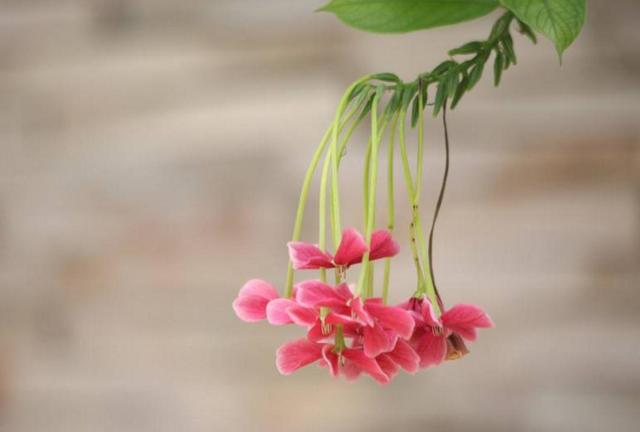 做人，要懂得笑著低頭