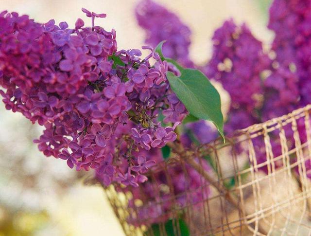 人到五十,別輕談愛情