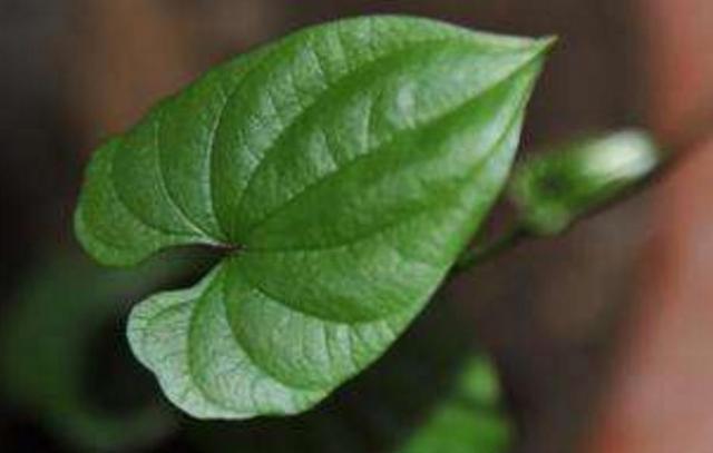 當你受人欺凌的時候,請記得這樣做