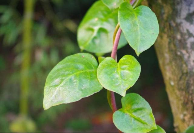 當你受人欺凌的時候,請記得這樣做