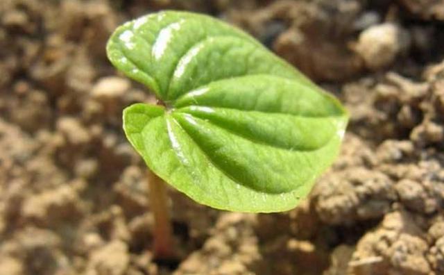 當你受人欺凌的時候,請記得這樣做