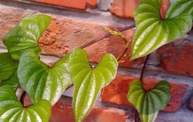 當你受人欺凌的時候,請記得這樣做