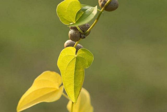 當你受人欺凌的時候,請記得這樣做
