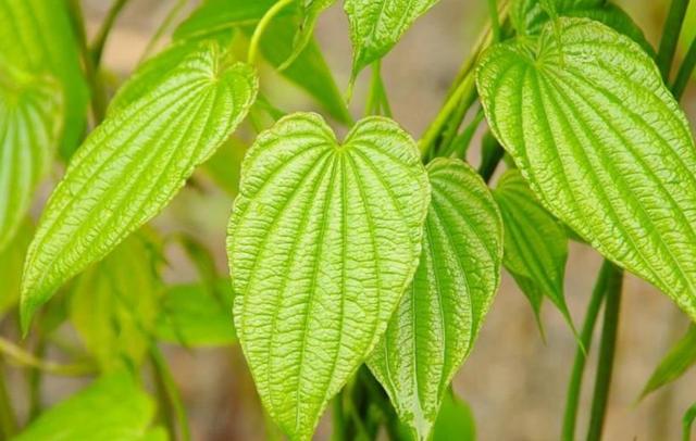 當你受人欺凌的時候,請記得這樣做