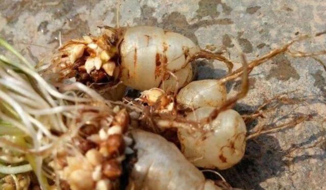 這蘿蔔你見過嗎? 是稀奇蔬菜,只有農村有,城裡現在根本買不到!