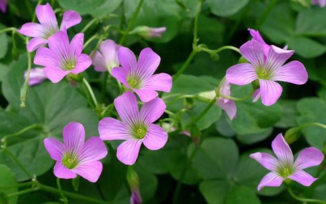 這蘿蔔你見過嗎? 是稀奇蔬菜,只有農村有,城裡現在根本買不到!