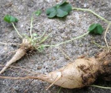 這蘿蔔你見過嗎? 是稀奇蔬菜,只有農村有,城裡現在根本買不到!