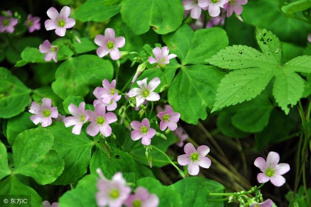 這蘿蔔你見過嗎? 是稀奇蔬菜,只有農村有,城裡現在根本買不到!
