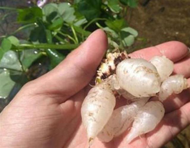 這蘿蔔你見過嗎? 是稀奇蔬菜,只有農村有,城裡現在根本買不到!