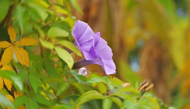 關係越好越不聯繫的星座