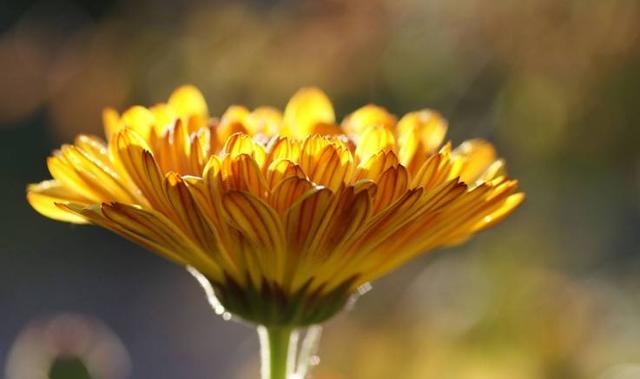 關係越好越不聯繫的星座