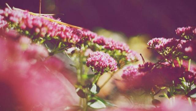 關係越好越不聯繫的星座