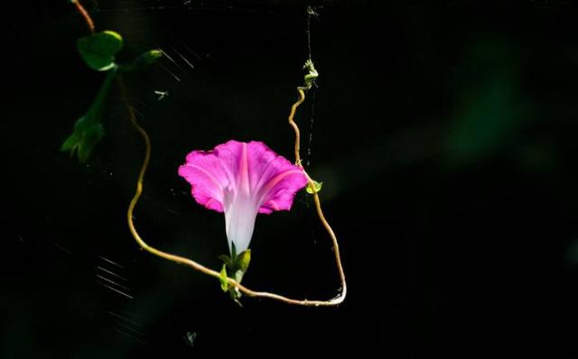 關係越好越不聯繫的星座