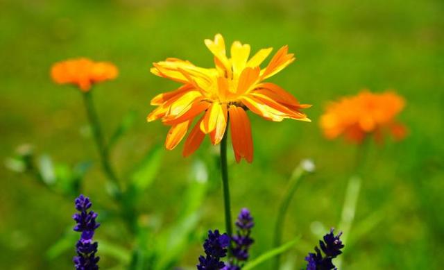 關係越好越不聯繫的星座