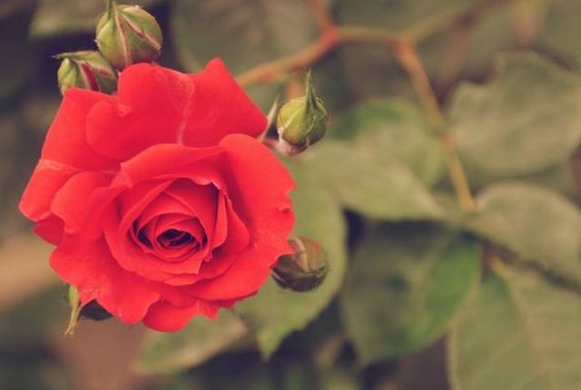 關係越好越不聯繫的星座