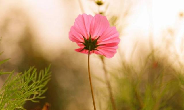 關係越好越不聯繫的星座