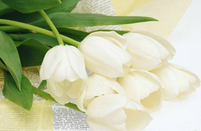 人好脾氣好，最不想吵架的星座