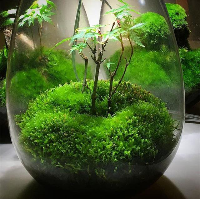 最矛盾的混合體,最低等的高級植物——苔蘚