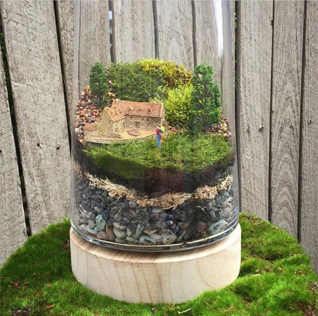 最矛盾的混合體,最低等的高級植物——苔蘚