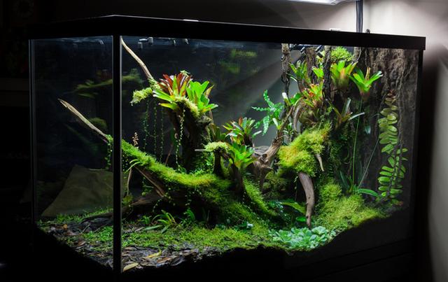 最矛盾的混合體,最低等的高級植物——苔蘚