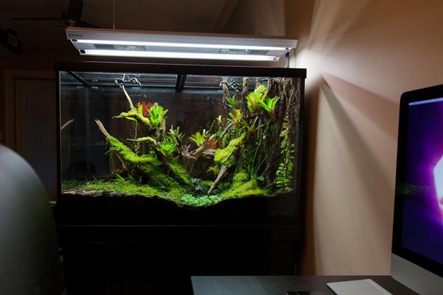 最矛盾的混合體,最低等的高級植物——苔蘚