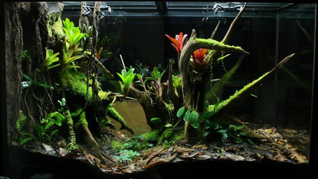 最矛盾的混合體,最低等的高級植物——苔蘚