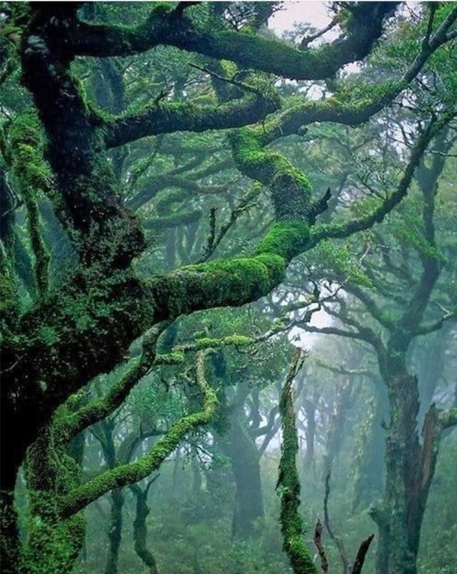 最矛盾的混合體,最低等的高級植物——苔蘚