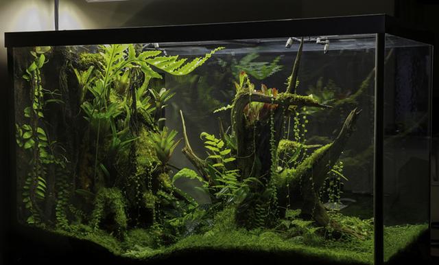 最矛盾的混合體,最低等的高級植物——苔蘚