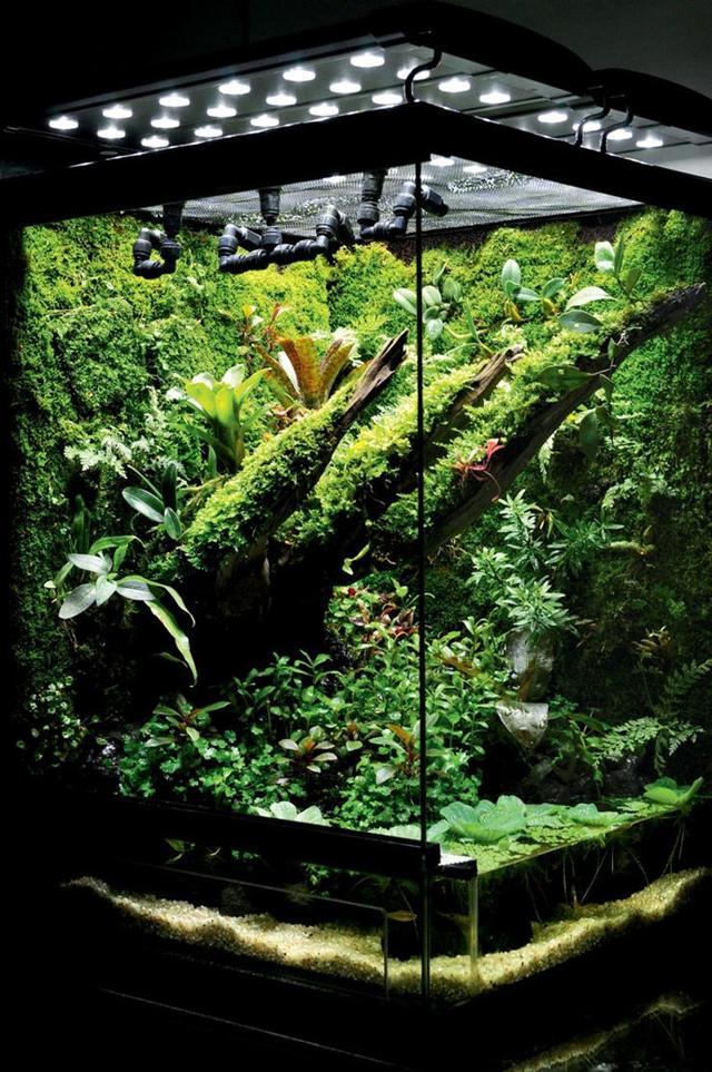 最矛盾的混合體,最低等的高級植物——苔蘚